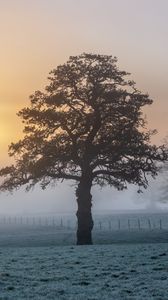 Preview wallpaper tree, fog, sunset, nature