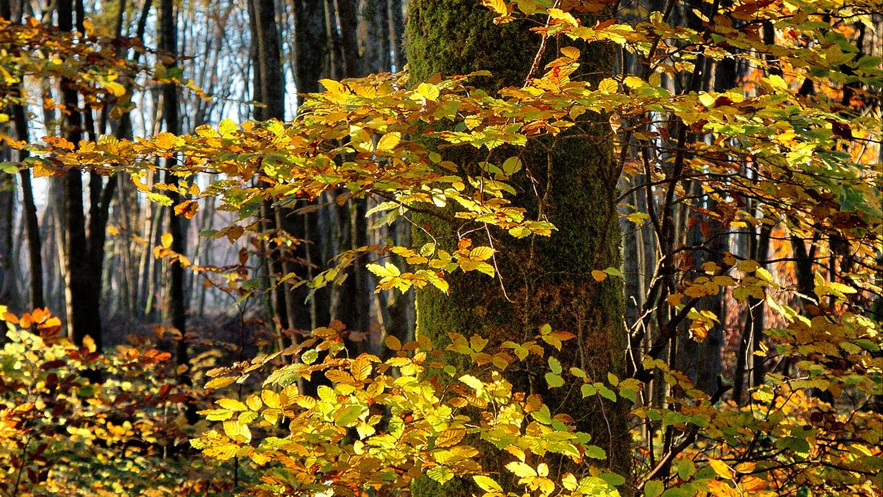 Wallpaper tree, forest, autumn, foliage