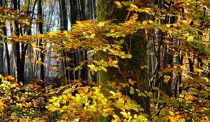 Preview wallpaper tree, forest, autumn, foliage