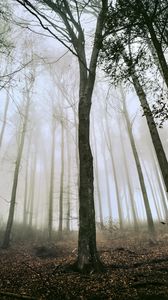 Preview wallpaper tree, forest, fog, trunks