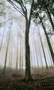 Preview wallpaper tree, forest, fog, trunks