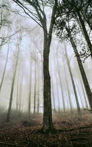 Preview wallpaper tree, forest, fog, trunks