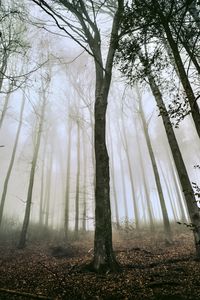 Preview wallpaper tree, forest, fog, trunks