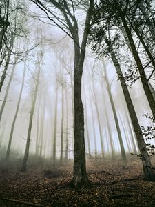 Preview wallpaper tree, forest, fog, trunks