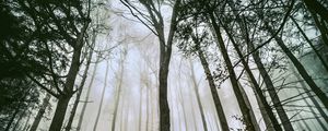 Preview wallpaper tree, forest, fog, trunks