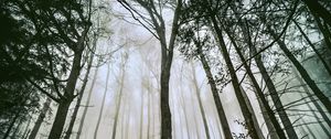 Preview wallpaper tree, forest, fog, trunks