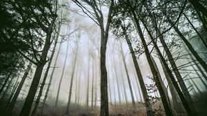 Preview wallpaper tree, forest, fog, trunks