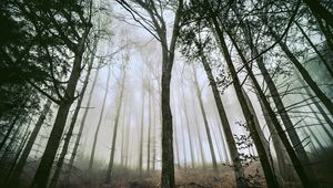 Preview wallpaper tree, forest, fog, trunks