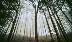 Preview wallpaper tree, forest, fog, trunks