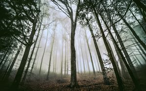 Preview wallpaper tree, forest, fog, trunks