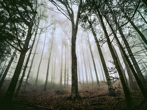 Preview wallpaper tree, forest, fog, trunks