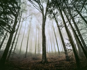 Preview wallpaper tree, forest, fog, trunks