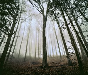 Preview wallpaper tree, forest, fog, trunks