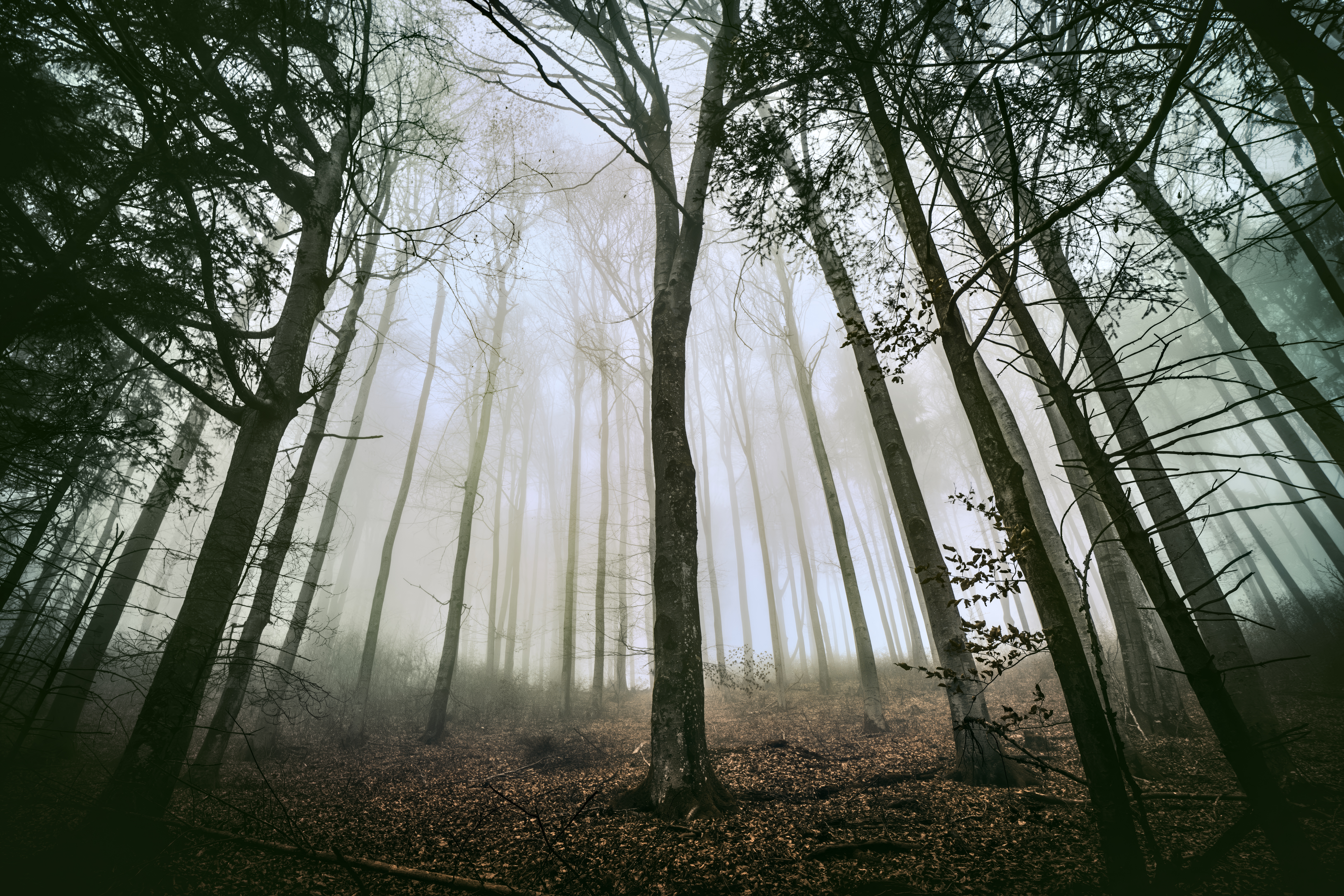 6480x4320 Wallpaper tree, forest, fog, trunks