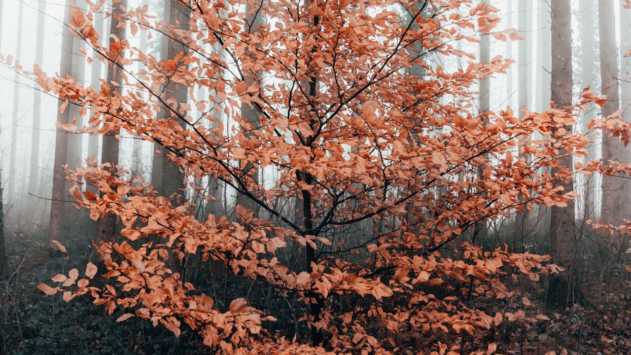 Wallpaper tree, forest, fog, autumn