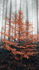 Preview wallpaper tree, forest, fog, autumn