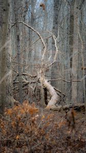Preview wallpaper tree, forest, nature