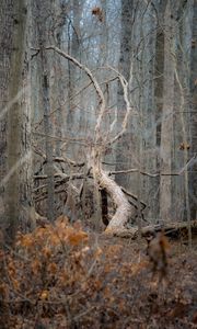 Preview wallpaper tree, forest, nature