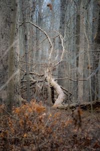 Preview wallpaper tree, forest, nature
