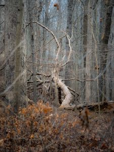 Preview wallpaper tree, forest, nature