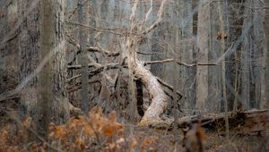 Preview wallpaper tree, forest, nature
