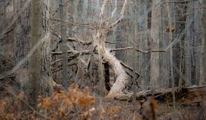 Preview wallpaper tree, forest, nature