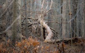 Preview wallpaper tree, forest, nature