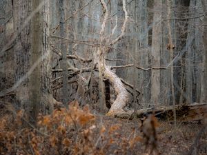 Preview wallpaper tree, forest, nature