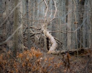Preview wallpaper tree, forest, nature