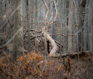 Preview wallpaper tree, forest, nature