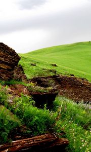 Preview wallpaper tree, fragments, field, meadow, green