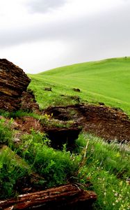 Preview wallpaper tree, fragments, field, meadow, green