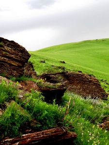 Preview wallpaper tree, fragments, field, meadow, green