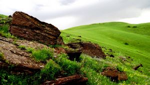 Preview wallpaper tree, fragments, field, meadow, green