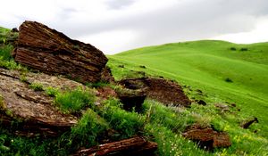 Preview wallpaper tree, fragments, field, meadow, green