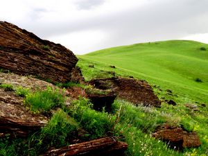 Preview wallpaper tree, fragments, field, meadow, green