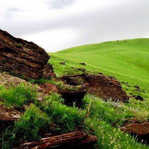 Preview wallpaper tree, fragments, field, meadow, green