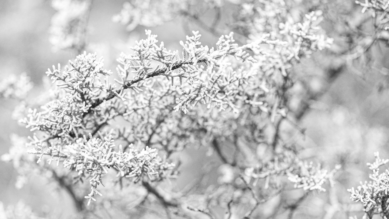 Wallpaper tree, frost, branches, winter, bw