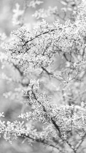 Preview wallpaper tree, frost, branches, winter, bw