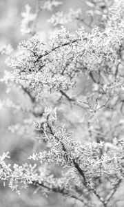 Preview wallpaper tree, frost, branches, winter, bw