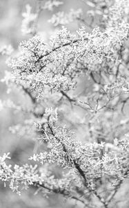 Preview wallpaper tree, frost, branches, winter, bw