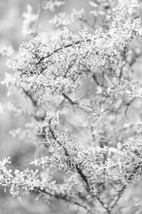 Preview wallpaper tree, frost, branches, winter, bw