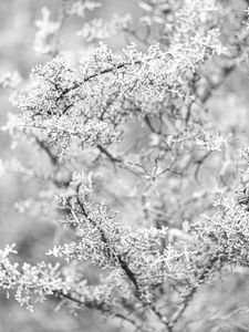 Preview wallpaper tree, frost, branches, winter, bw