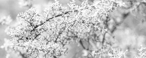 Preview wallpaper tree, frost, branches, winter, bw