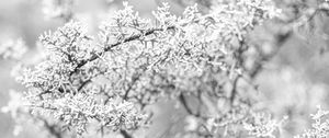 Preview wallpaper tree, frost, branches, winter, bw