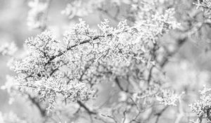 Preview wallpaper tree, frost, branches, winter, bw