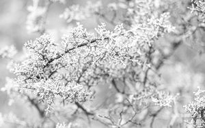 Preview wallpaper tree, frost, branches, winter, bw