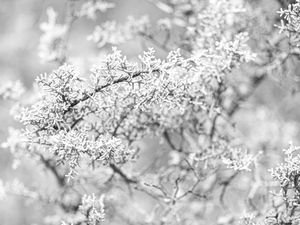 Preview wallpaper tree, frost, branches, winter, bw