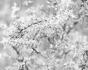 Preview wallpaper tree, frost, branches, winter, bw