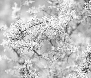 Preview wallpaper tree, frost, branches, winter, bw